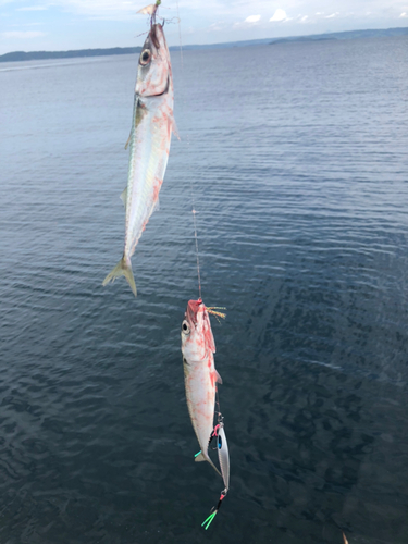 サバの釣果