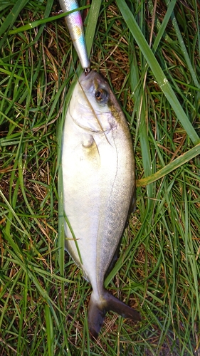 ショゴの釣果