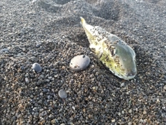 シロサバフグの釣果