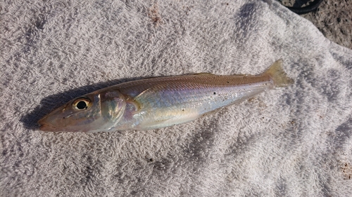 キスの釣果