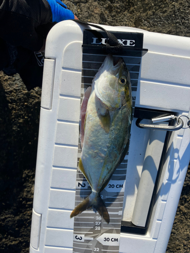 ショゴの釣果