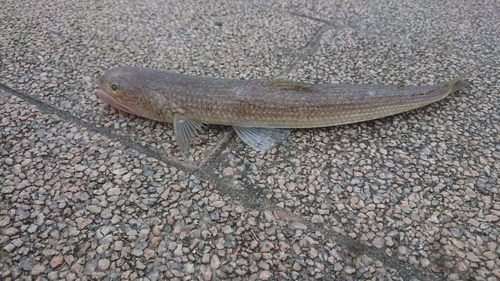 エソの釣果