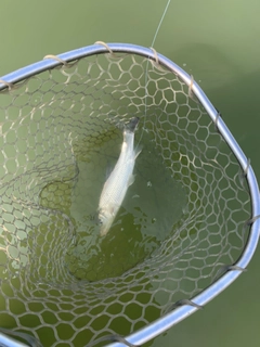 ニゴイの釣果