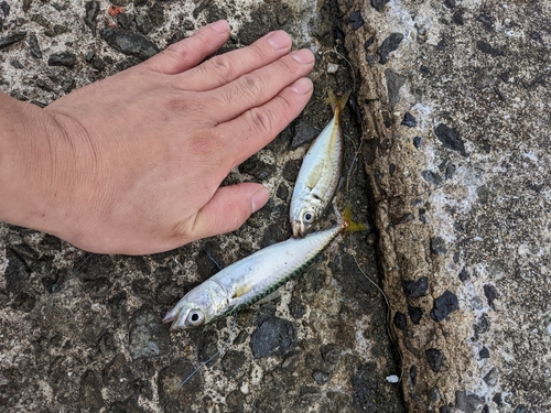 アジの釣果