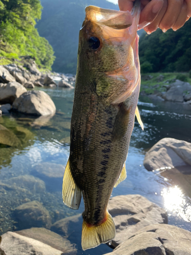 ブラックバスの釣果