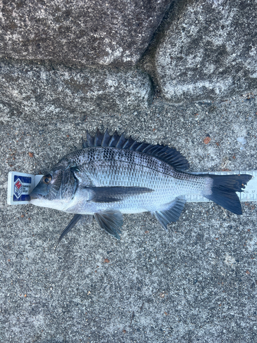 クロダイの釣果