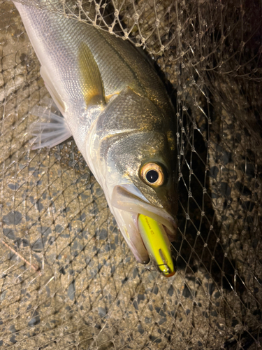 シーバスの釣果