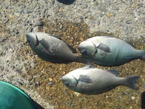 メジナの釣果