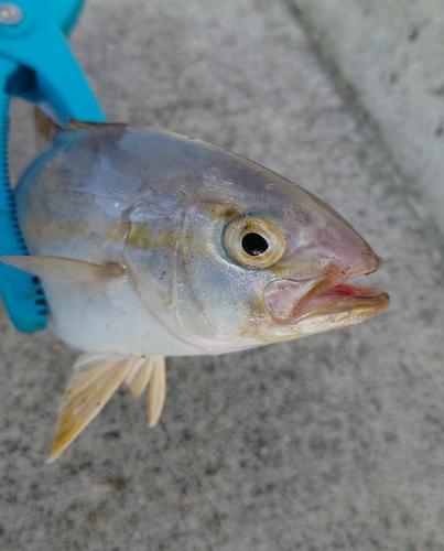 ショッコの釣果