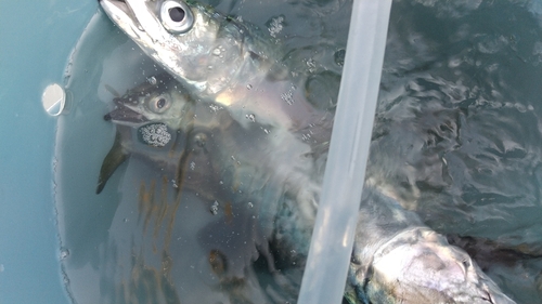 サバの釣果