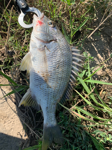 キチヌの釣果