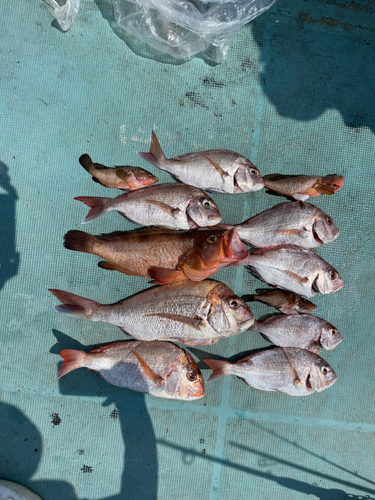 タイの釣果