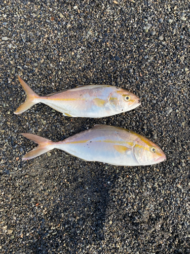 ショゴの釣果