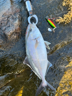 ショゴの釣果