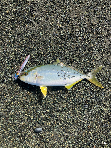 ショゴの釣果