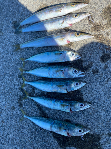 カマスの釣果