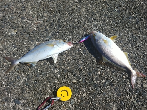 ショゴの釣果