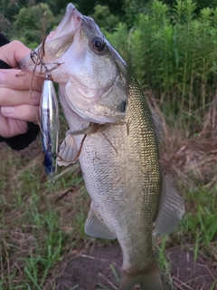 ラージマウスバスの釣果