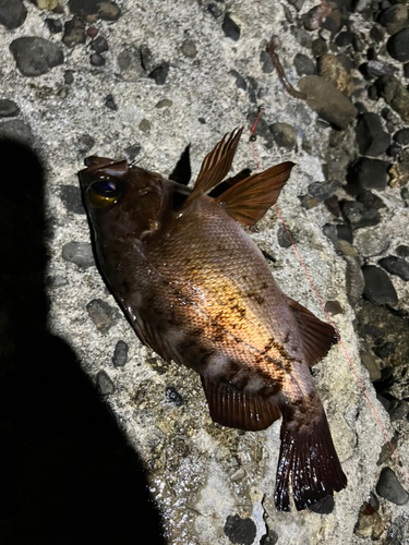 メバルの釣果