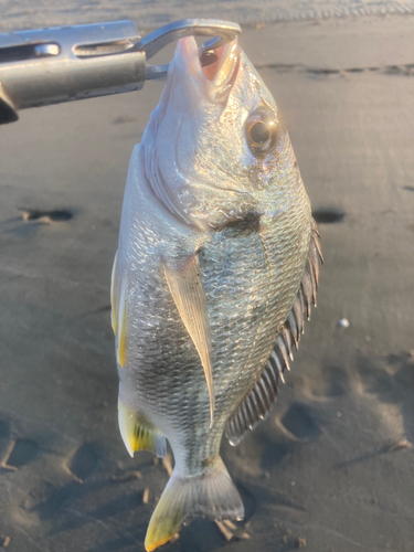 キチヌの釣果