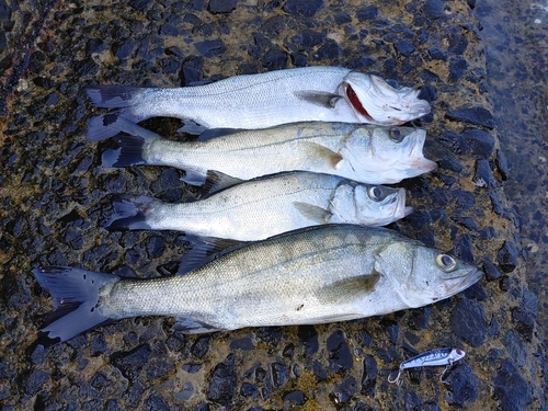 シーバスの釣果