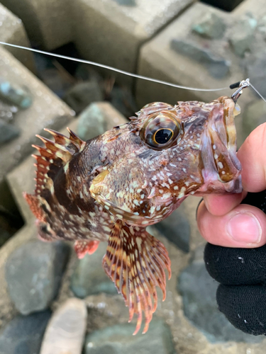 カサゴの釣果