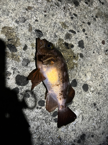 メバルの釣果