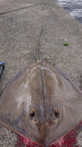 アカエイの釣果