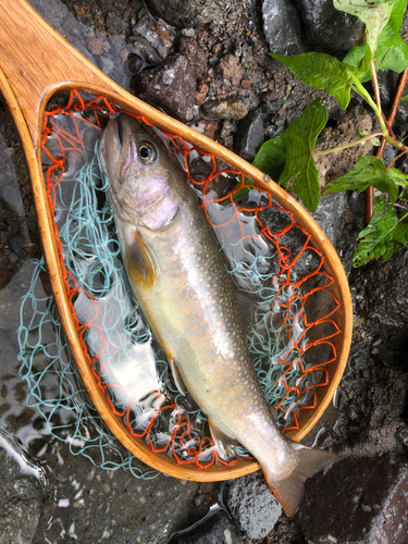 イワナの釣果