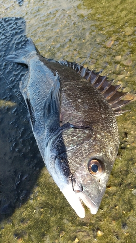 チヌの釣果