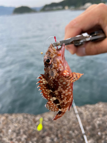 カサゴの釣果