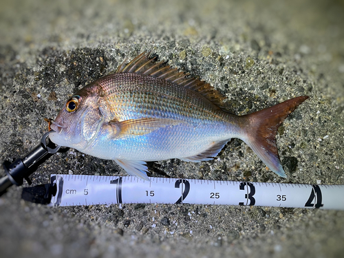 マダイの釣果