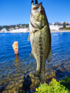 ラージマウスバスの釣果