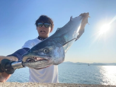 サゴシの釣果