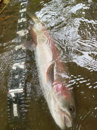 ニジマスの釣果