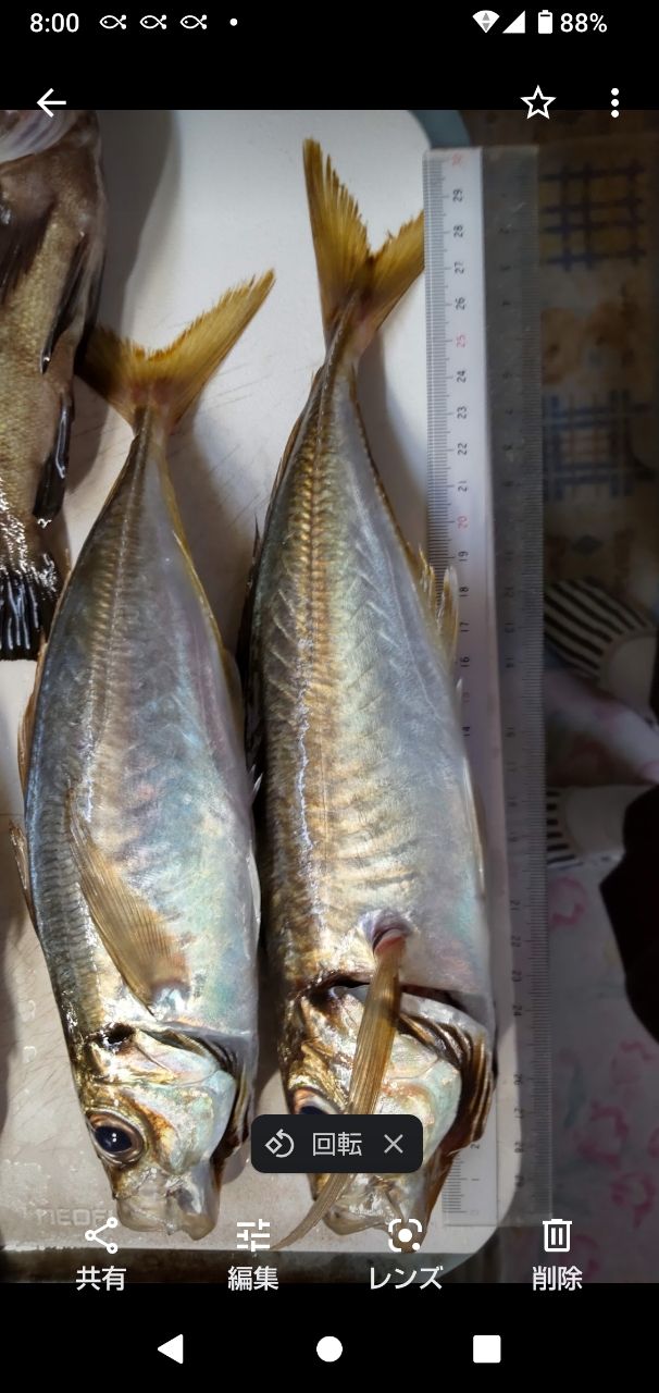 勝魚ですさんの釣果 2枚目の画像