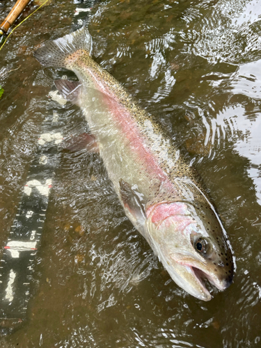 ニジマスの釣果