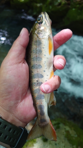 アマゴの釣果