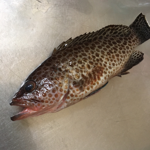 オオモンハタの釣果