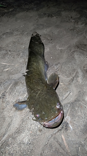 ナマズの釣果