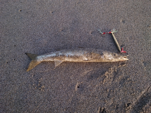 カマスの釣果