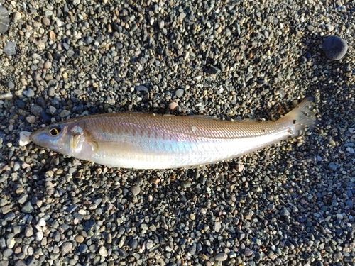 シロギスの釣果