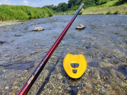 アユの釣果