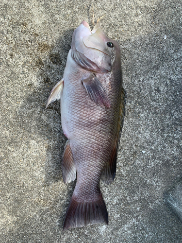 コブダイの釣果