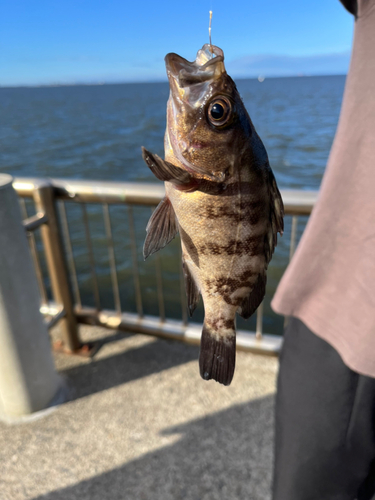 メバルの釣果