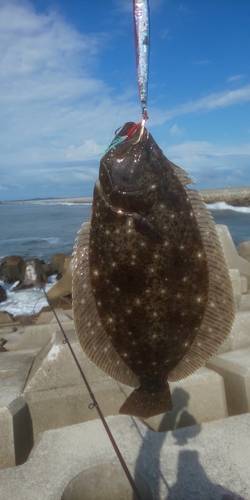 ソゲの釣果