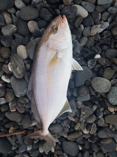 カンパチの釣果