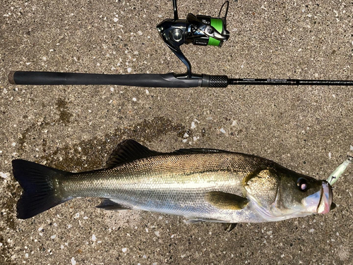 シーバスの釣果