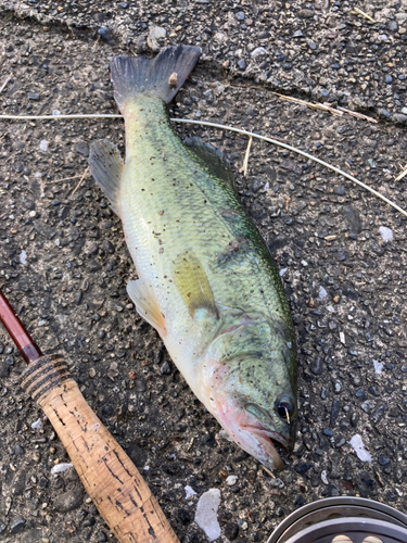 ラージマウスバスの釣果