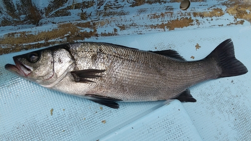 ヒラスズキの釣果